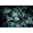 Tactical Quantum Stealth Apple iPhone 15 Pro tok, fekete/átlátszó